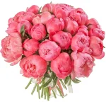 Пионы коралловые