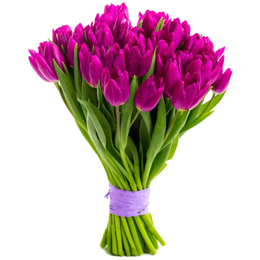 Тюльпан фиолетовый